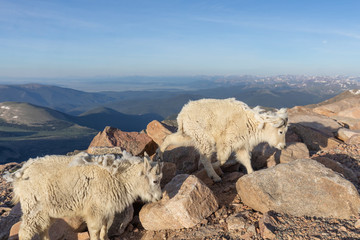 Mountain Goats in Colorado in Summer
