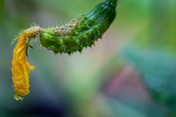 Cucumber with bloom