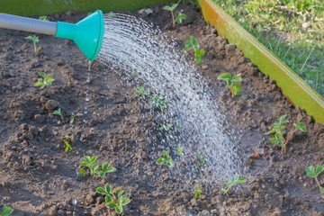 Watering beds in the garden with watering cans