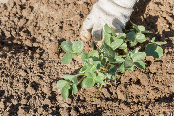 An elderly man transplants strawberries in the garden in the spring
