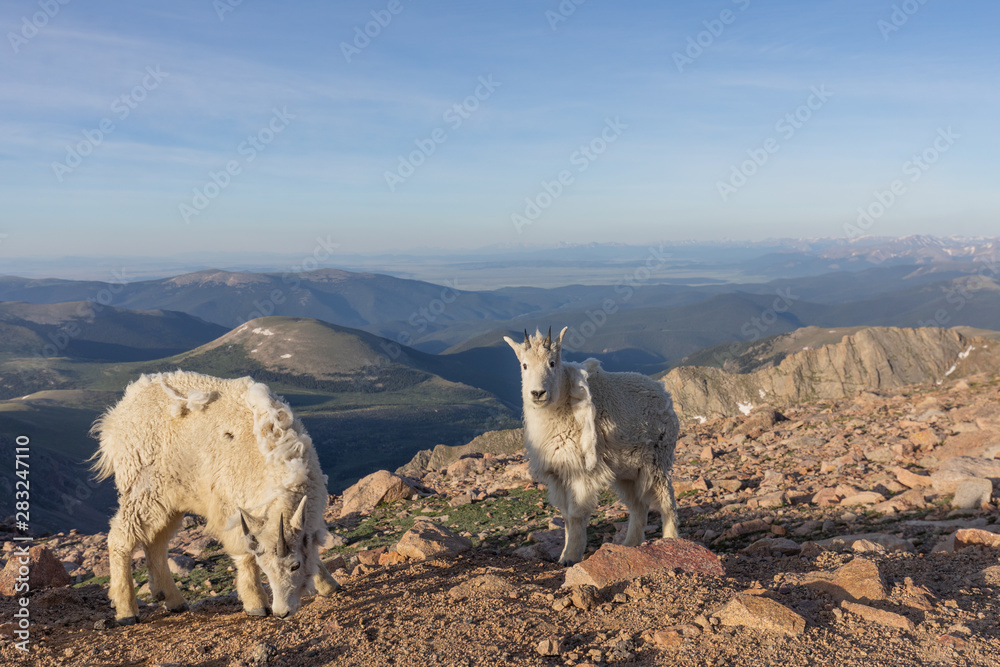 Sticker Mountain Goats in Colorado in Summer