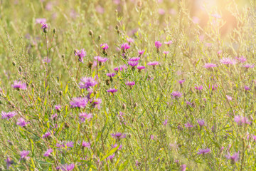 Violet flowers on the meadow at sunset time.