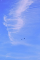 Zwei fliegende Vögel vor sanften Wolken am Himmel bei sonnigem Tag