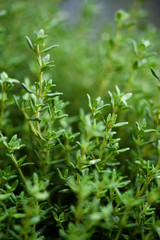 Thymus plant