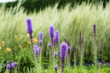 selective focus of purple blooming lupines in summertime