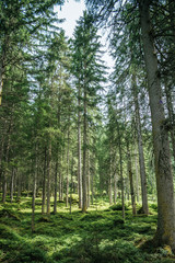 Impressive spruce trees in the forest: Relaxation, spirituality and wood therapy