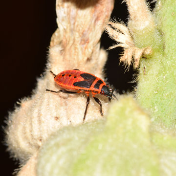 Feuerwanze,  Schnabelkerfe, Pentatomomorpha, Pyrrhocoroidea, Wanze, Insekt, Tier, Makro, Natur, Sommer