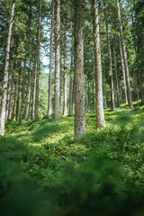Obraz premium Impressive spruce trees in the forest: Relaxation, spirituality and wood therapy