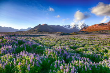 Fototapeta na wymiar Typical Icelandic landscape with field of blooming lupine flowers
