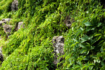 selective focus of green fresh leaves on plants near stones