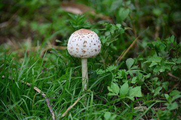 mushroom in forest