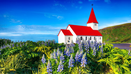 Splendid view of Vikurkirkja christian church in blooming lupine flowers