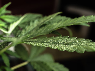 Young hemp plant. Green wet leaves. CLOSE-UP