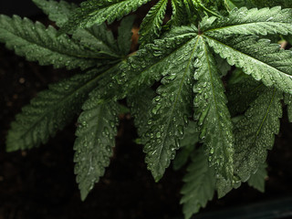Young hemp plant. Green wet leaves. CLOSE-UP