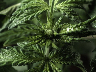 Young hemp plant. Green wet leaves. CLOSE-UP