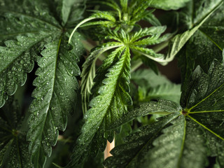 Young hemp plant. Green wet leaves. CLOSE-UP