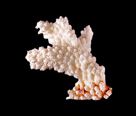 coral isolated on black background