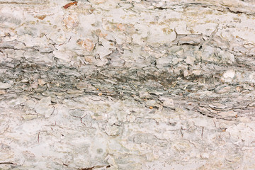 Old Tree Bark Detail Texture Background