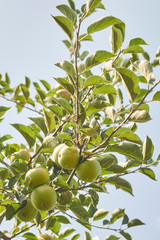 ripening peaches on the tree, Pennsylvania, USA