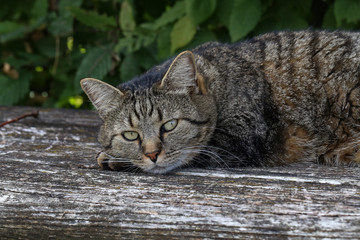 The grey cat lies on an old wooden bench