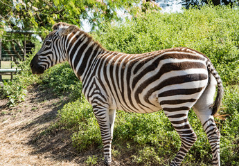 Zebra in the aviary in the zoo