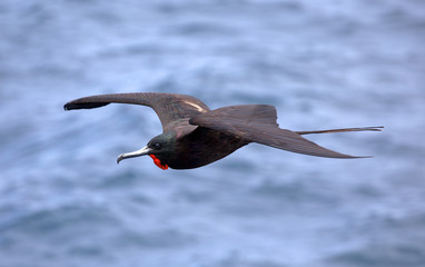 Magnificent frigate bird taken in south america