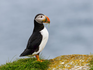 Fototapeta premium Atlantic Puffin Standing on Cliff's Rock with Green Grass against Blue Sea Water Background, Portrait