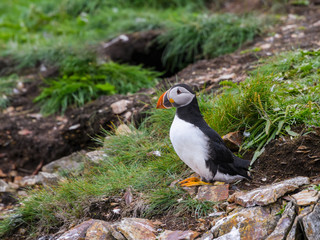 Fototapeta premium Atlantic Puffin Resting on the Nesting Site of the Cliff