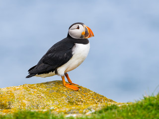 Atlantic Puffin Standing on Cliff's Rock  against Blue Sea Water Background, Portrait