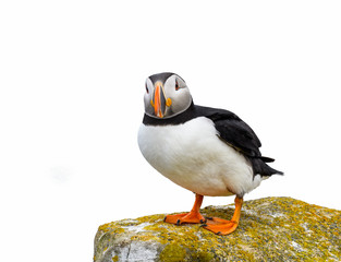 Atlantic Puffin on White Background, Isolated Portrait