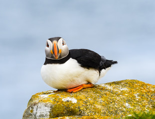 Atlantic Puffin Sitting on Cliff's Rock  against Blue Sea Water Background, Portrait