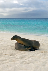 Sea lions on the beach, Galapagos Ecuador