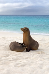 Fototapeta premium Sea lions on the beach, Galapagos Ecuador