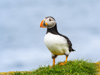 Atlantic Puffin Standing on Cliff's Rock with Green Grass against Blue Sea Water Background, Portrait