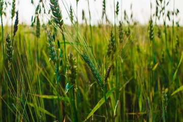 green ears of wheat, barley and rye growing in the field. Close-up.