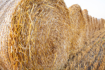 Rundballen auf dem Acker liegend