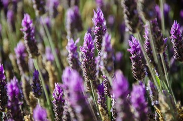 Lavandas del Jardín