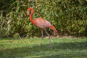 Flamingo is walking on the grass glade. Carribbean Flamingo, Phoenicopterus ruber ruber. Concept of wild animals world
