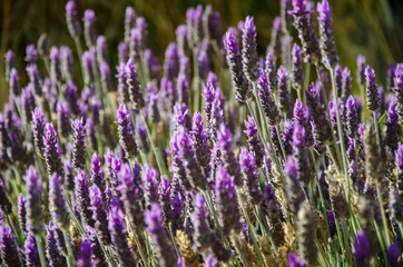 Obraz premium plantas de lavanda