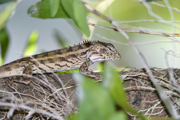 Lizard include quadrupeds with long fingers