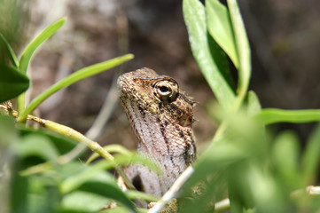 Lizard include quadrupeds with long fingers