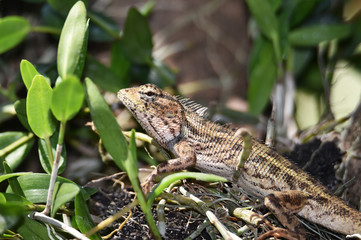 Lizard include quadrupeds with long fingers
