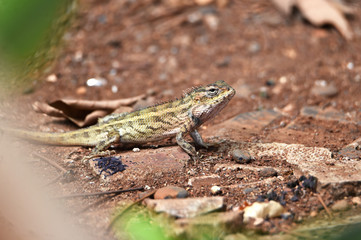 Lizard include quadrupeds with long fingers