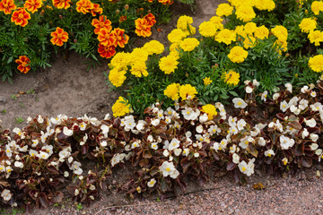 Yellow and orange marigolds, Natural. White flowers