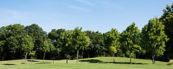 panoramic shot of trees with green leaves on green grass against blue sky in park