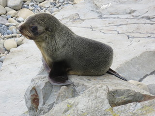 Naklejka premium Baby Robbe