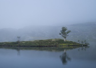 Beautiful still water with tree in mist