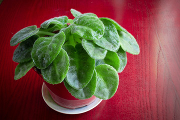 violet in a pot on a red wooden background