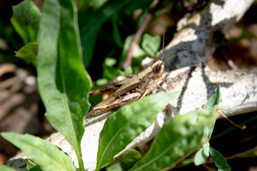 green grasshopper in the grass