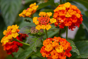 A beautiful flowers of a tropical plant lantana camara. Bright summer floral background. Blossom Lantana camara.